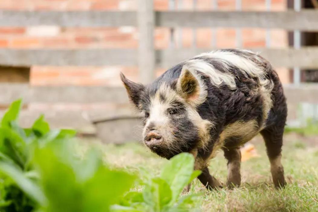 Piglet Lodge Pebworth Zewnętrze zdjęcie